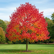 Sweetgum Tree | Liquidambar styraciflua 'Lane Roberts' | 3L Pot